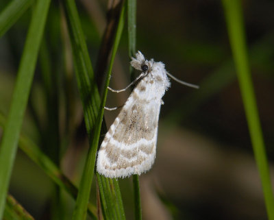 3079 Meganola albula 3583.jpg