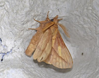 1944   Euthrix potatoria  3619.jpg