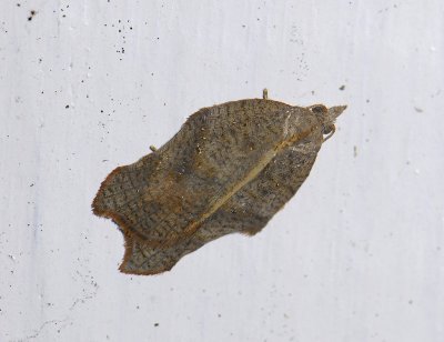 1246 Acleris emargana 6448.jpg
