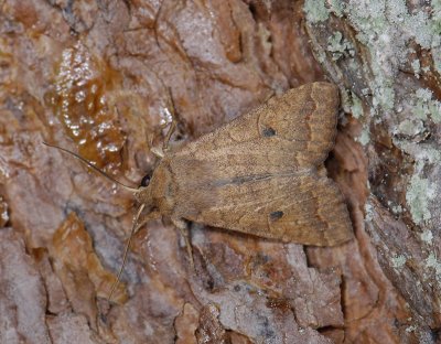 2757 Agrochola circellaris 6675.jpg
