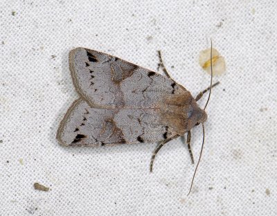 2753 Agrochola litura 6864.jpg