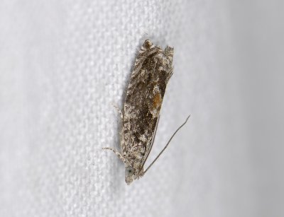 1464   Epinotia nisella  6895.jpg