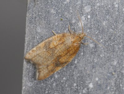 1245 Acleris rhombana 6953.jpg