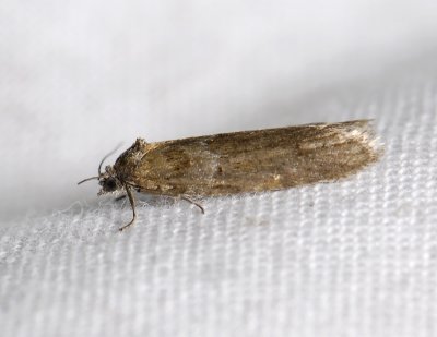 1275   Tortricodes alternella  048.jpg