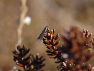 0901   Amphisbatis incongruella  068.jpg