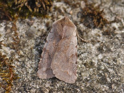 3054 Cerastis rubricosa 090.jpg