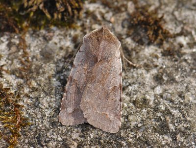 3054   Cerastis rubricosa  090.jpg