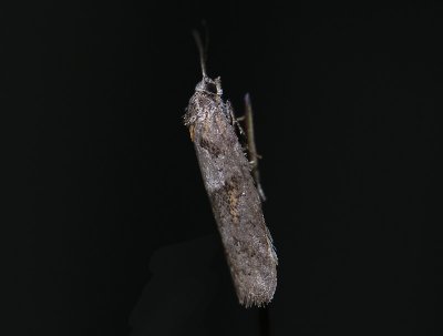 1275   Tortricodes alternella  025.jpg