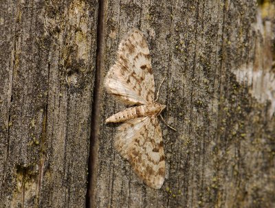 2484 Eupithecia tantillaria 049.jpg