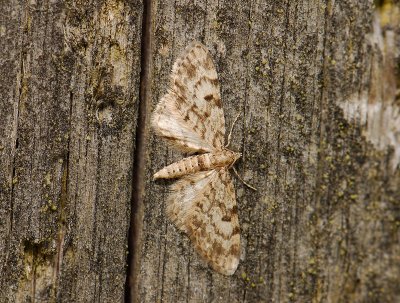 2484   Eupithecia tantillaria  049.jpg