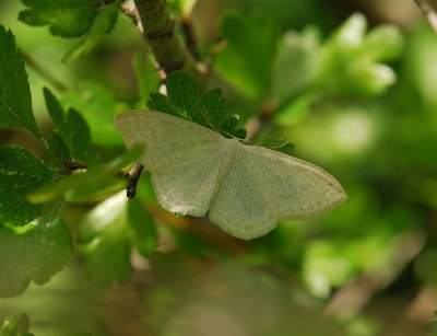 2305   Scopula floslactata  240.jpg