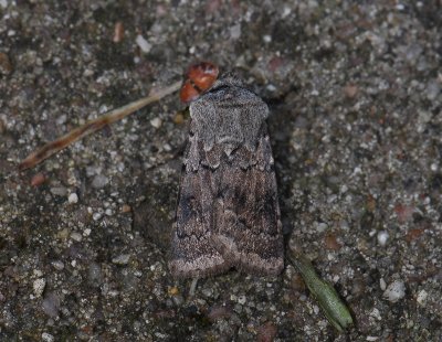 2979 Agrotis cinerea 012.jpg