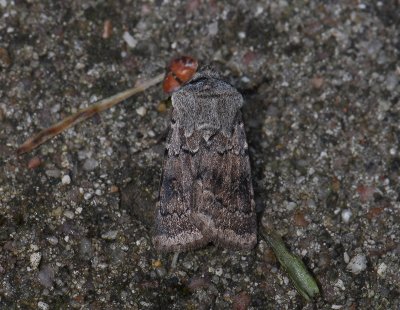 2979   Agrotis cinerea  012.jpg