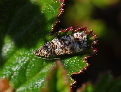1398 Phiaris turfosana 371.jpg