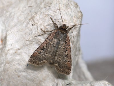 3011 Spaelotis ravida 077.jpg