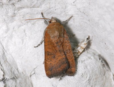 3008 Noctua interjecta 349.jpg