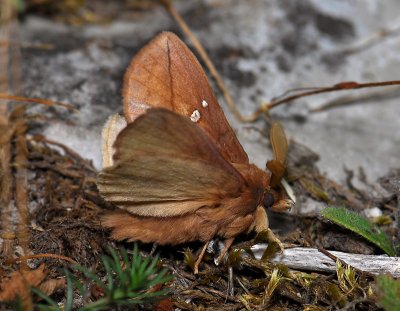 1944   Euthrix potatoria  414.jpg