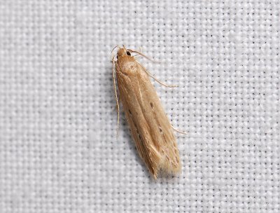 0913   Limnaecia phragmitella  027.jpg
