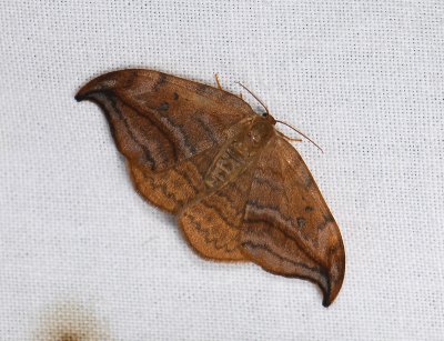 2169 Drepana curvatula 088.jpg