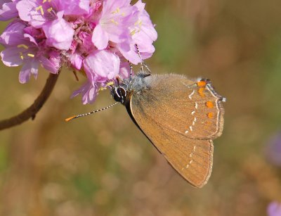 2052 Satyrium ilicis 033.jpg