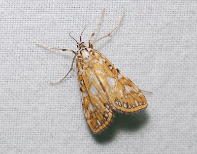 1854   Elophila nymphaeata  204.jpg