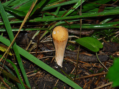 mushroom219.jpg