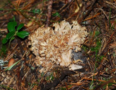 mushroom180.jpg