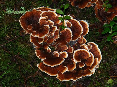 mushroom166.jpg
