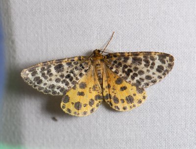 2238    Arichanna melanaria  232.jpg