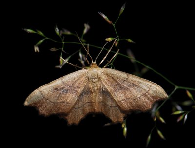 2318   Idaea emarginata  028.jpg