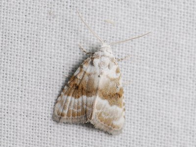3079 Meganola albula 143.jpg