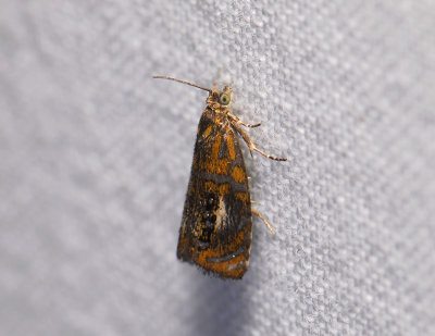 1416 Olethreutes arcuella 173.jpg