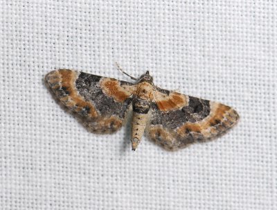 2441   Eupithecia linariata  278.jpg