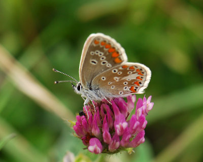 2069 Aricia agestis 335.jpg
