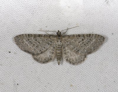 2456   Eupithecia satyrata  8218.jpg