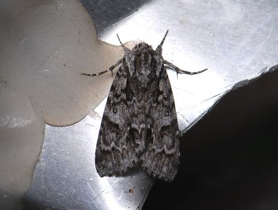2566 Acronicta menyanthidis 170.jpg