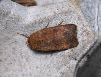 3008 Noctua interjecta 173.jpg