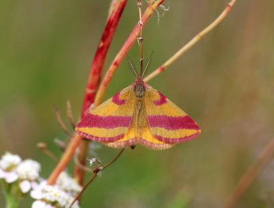 2325 Lythria cruentaria 173.jpg