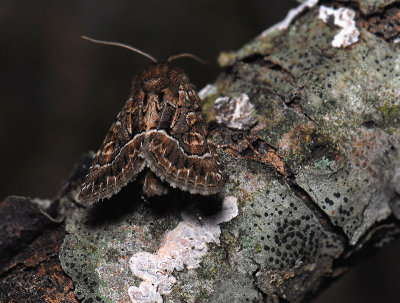 2814 Thalpophila matura 036.jpg
