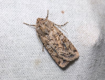 2970 Euxoa cursoria 035.jpg