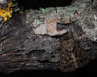 2814 Thalpophila matura 039.jpg