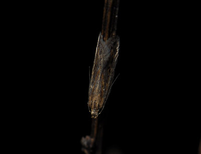 1016 Mirificarma mulinella 117.jpg