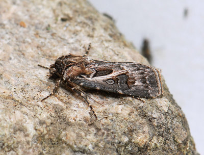 2980   Agrotis vestigialis  062.jpg