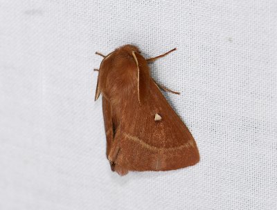 1940   Lasiocampa trifolii  117.jpg
