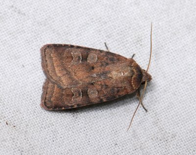 3023 Diarsia dahlii 152.jpg