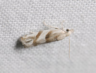 1489   Eucosma pupillana  237.jpg