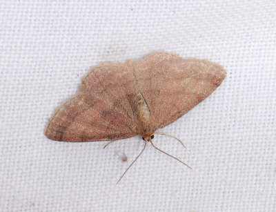 2298   Scopula rubiginata  240.jpg