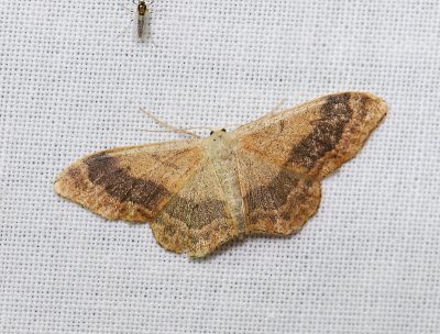 2319   Idaea aversata  324.jpg