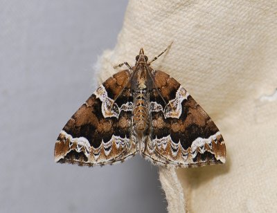 2365   Eulithis prunata  362.jpg