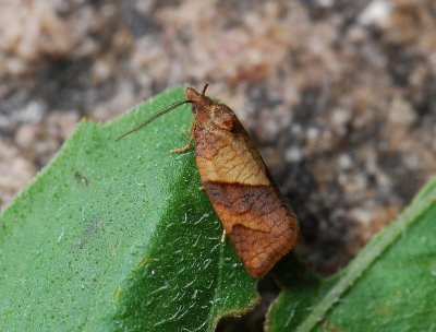 1301   Philedone gerningana  369.jpg